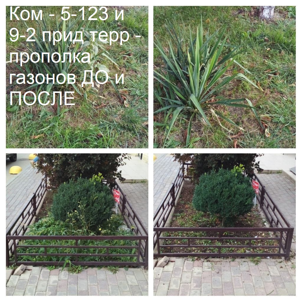 2025.09.16 - 5-123 и 9-2 пт - прополка газонов ДО и ПОСЛЕ.jpeg 2025.09.16 - 5-123 и 9-2 пт - прополка газонов ДО и ПОСЛЕ.jpeg