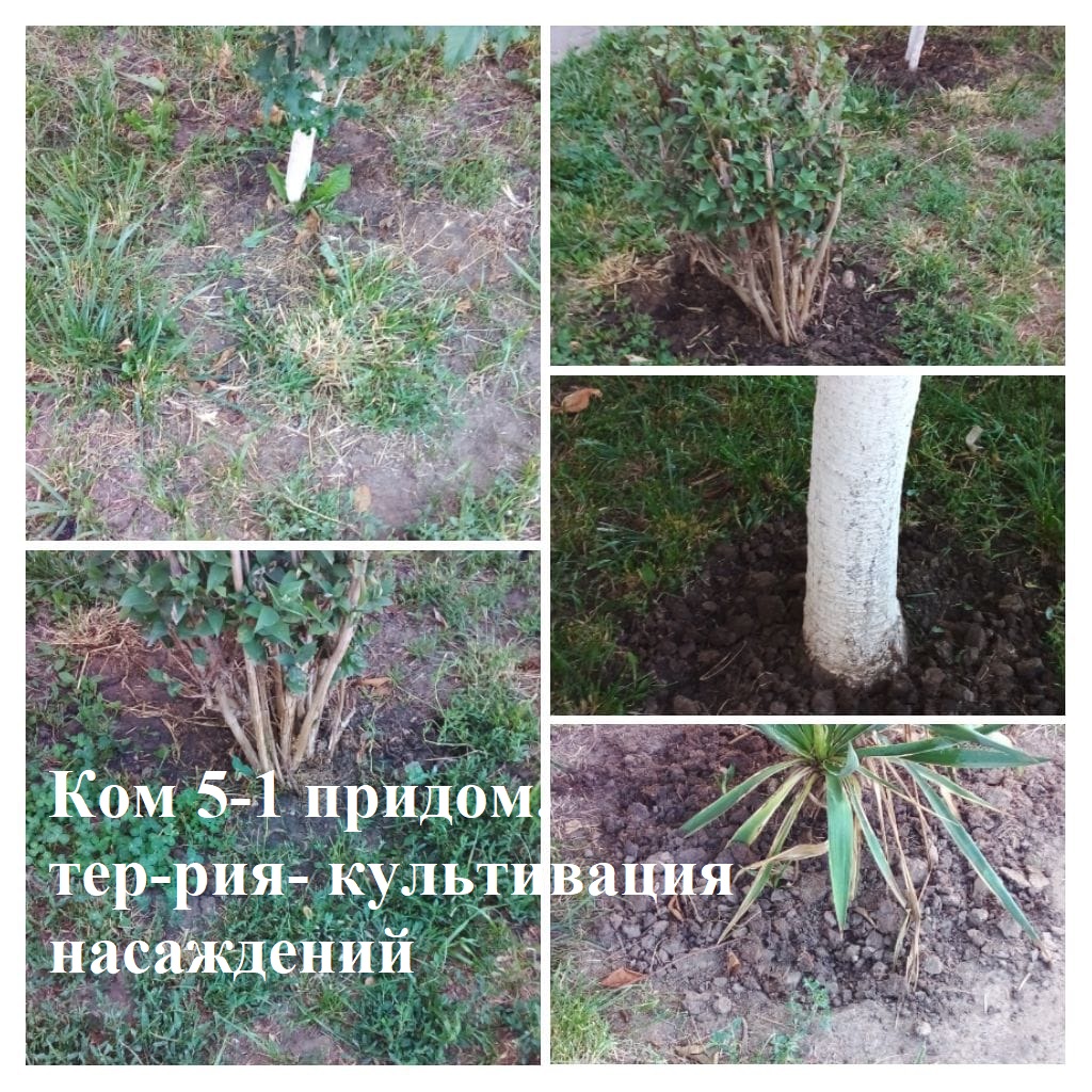 2025.07.07 - 5-1 придом.тер-рия- культивация насаждений.jpeg 2025.07.07 - 5-1 придом.тер-рия- культивация насаждений.jpeg