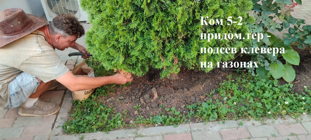 2025.07.08 - 5-2 придом.тер - подсев клевера на газонах.jpeg 2025.07.08 - 5-2 придом.тер - подсев клевера на газонах.jpeg