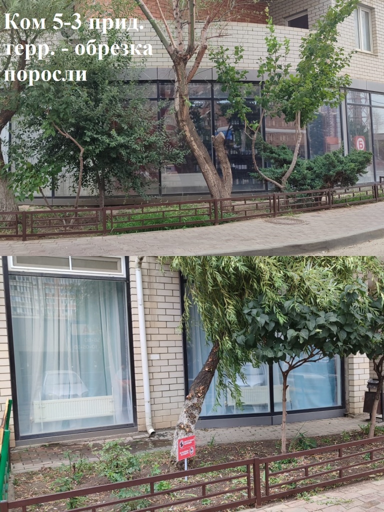 2025.07.31 - 5-3 ПТ - обрезка поросли.jpeg 2025.07.31 - 5-3 ПТ - обрезка поросли.jpeg