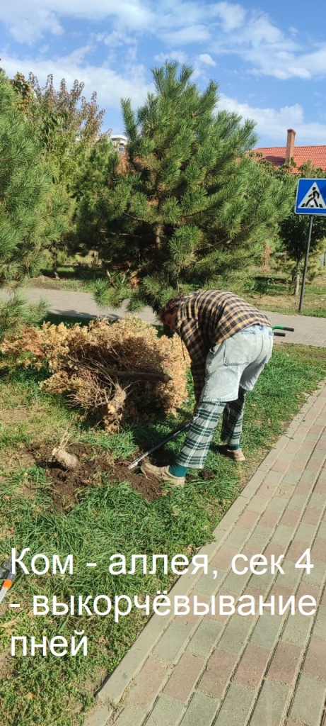 2025.10.08 - аллея, сек 4 - выкорчёвывание пней.jpeg 2025.10.08 - аллея, сек 4 - выкорчёвывание пней.jpeg
