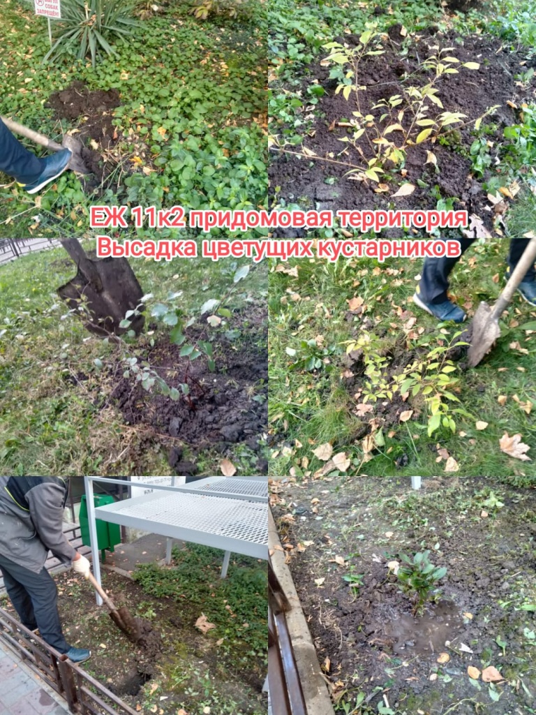 121125_ЕЖ11-2_прид терр_высадка кустов.jpeg 121125_ЕЖ11-2_прид терр_высадка кустов.jpeg