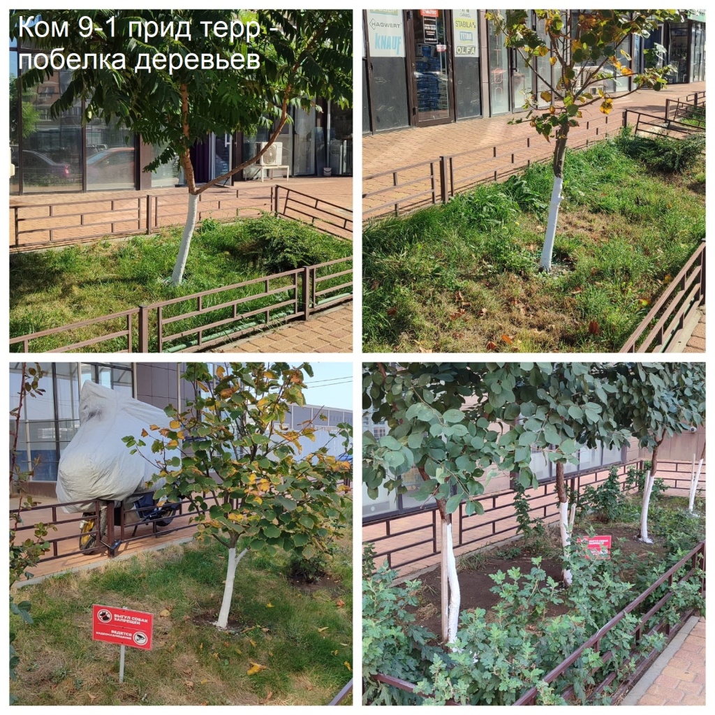 2025.10.07 - 9-1 пт - побелка деревьев.jpeg 2025.10.07 - 9-1 пт - побелка деревьев.jpeg