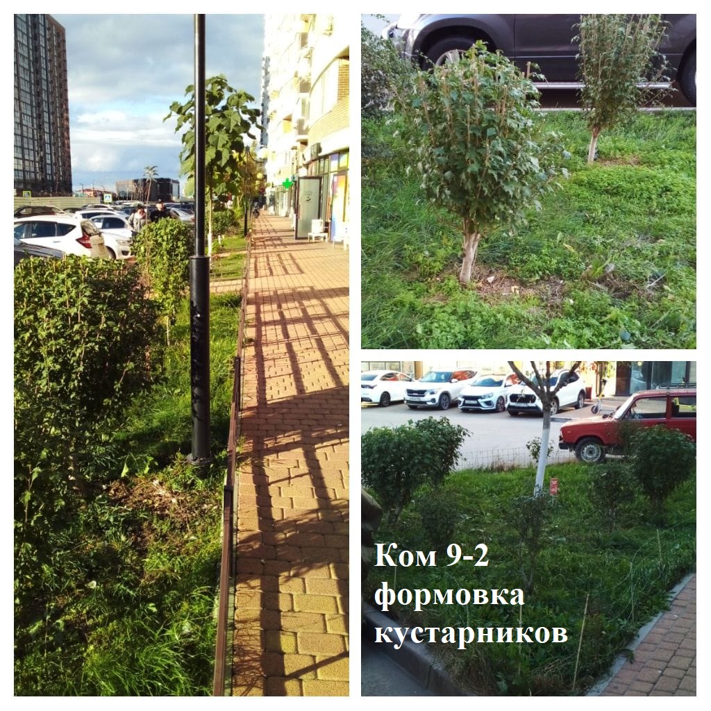 2025.10.21 - 9-2 формовка кустарников.jpeg 2025.10.21 - 9-2 формовка кустарников.jpeg