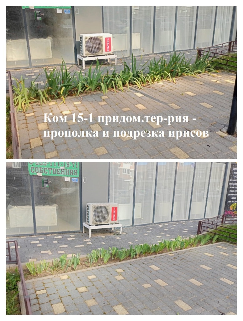 2025.07.10 - 15-1 придом.тер-рия - прополка и подрезка ирисов.jpeg 2025.07.10 - 15-1 придом.тер-рия - прополка и подрезка ирисов.jpeg