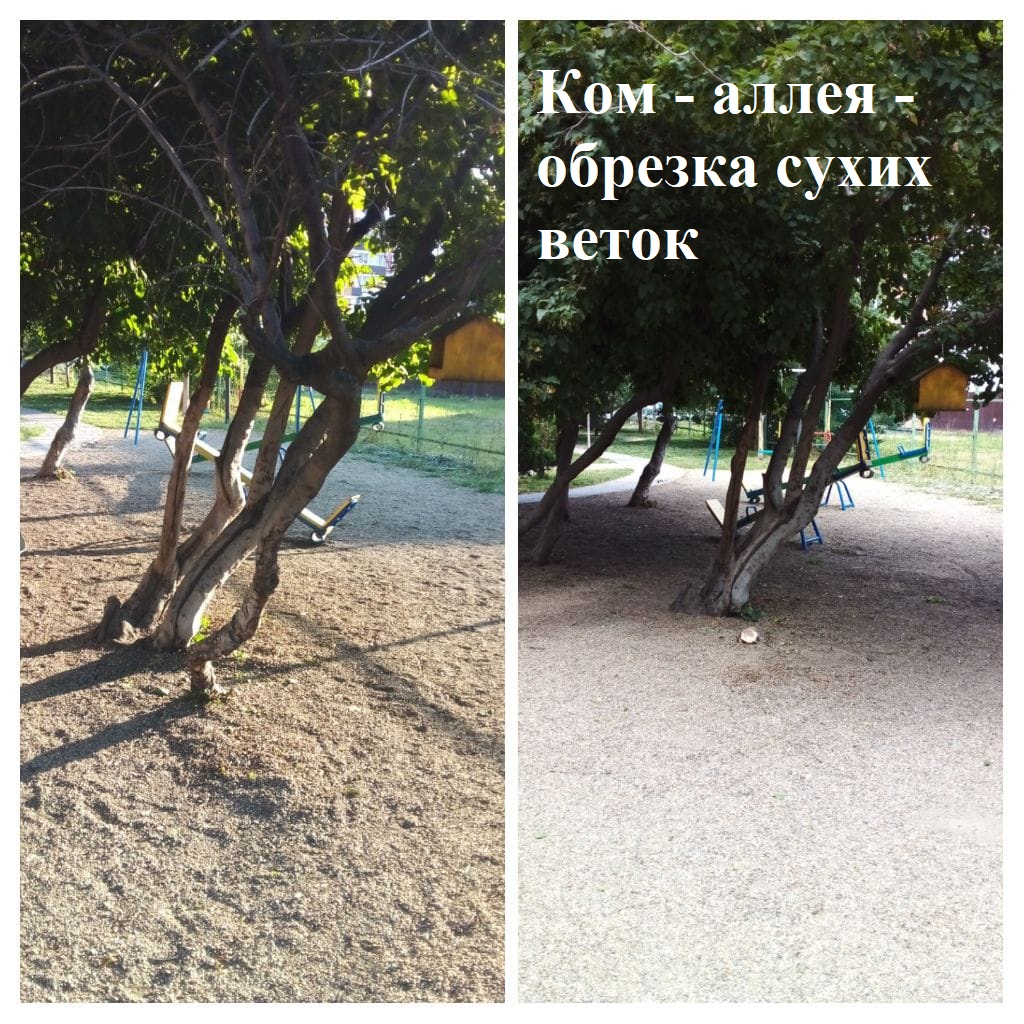 2025.07.02 - аллея - обрезка сухих веток.jpeg 2025.07.02 - аллея - обрезка сухих веток.jpeg