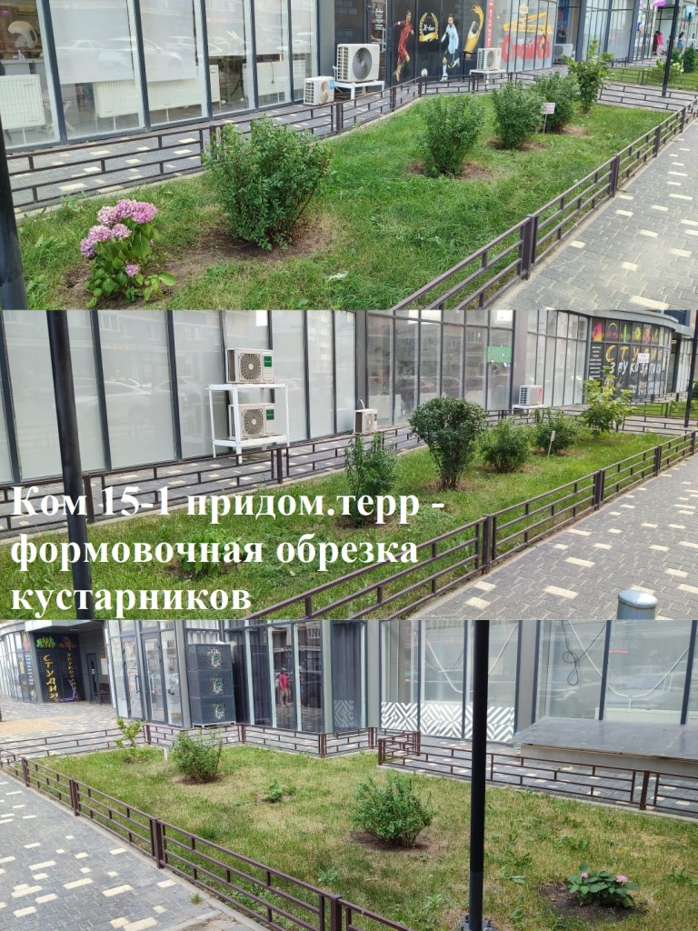 2025.07.11 - 15-1 придом.терр - формовочная обрезка кустарников.jpeg 2025.07.11 - 15-1 придом.терр - формовочная обрезка кустарников.jpeg