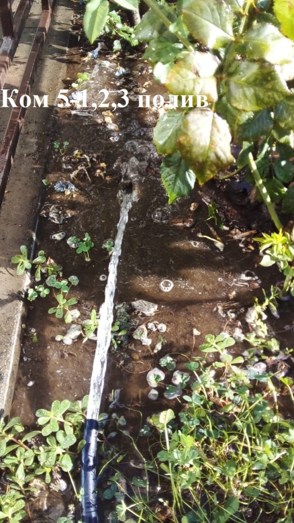 18.08.2025 5-1,2,3 полив.jpeg 18.08.2025 5-1,2,3 полив.jpeg