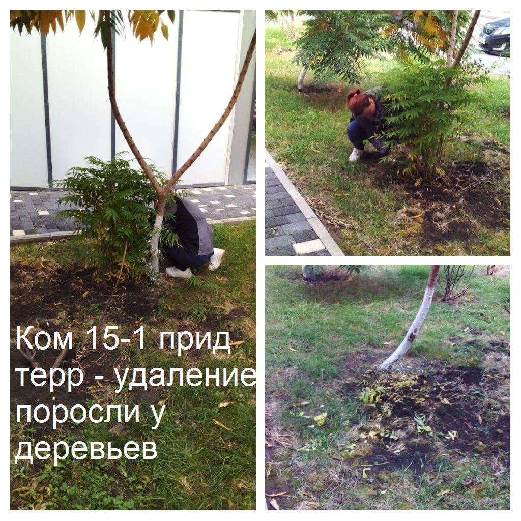 2025.10.13 - 15-1 пт - удаление поросли у деревьев.jpeg 2025.10.13 - 15-1 пт - удаление поросли у деревьев.jpeg