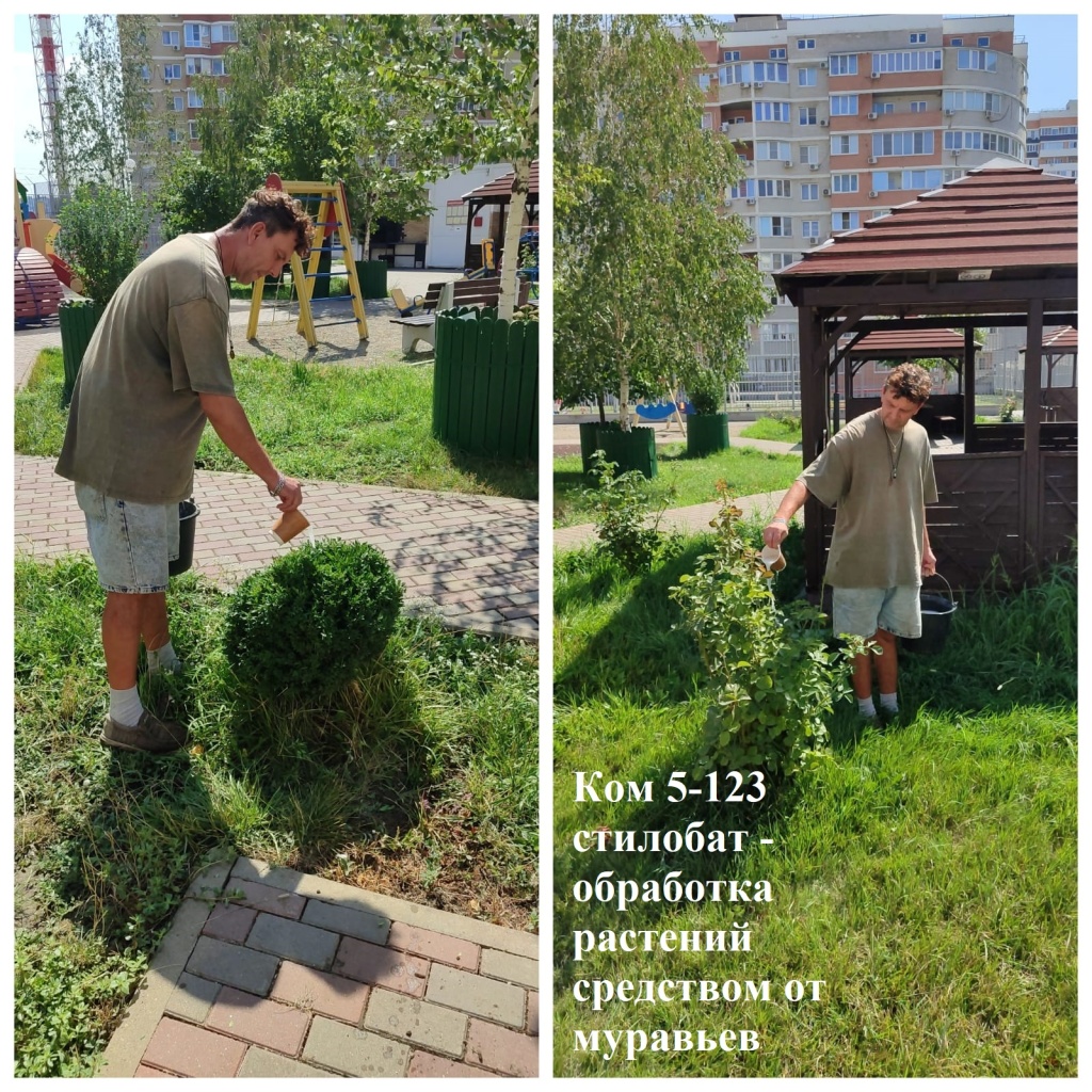 2025.08.08.- 5-123 стилобат - обработка растений средством от муравьев.jpeg 2025.08.08.- 5-123 стилобат - обработка растений средством от муравьев.jpeg