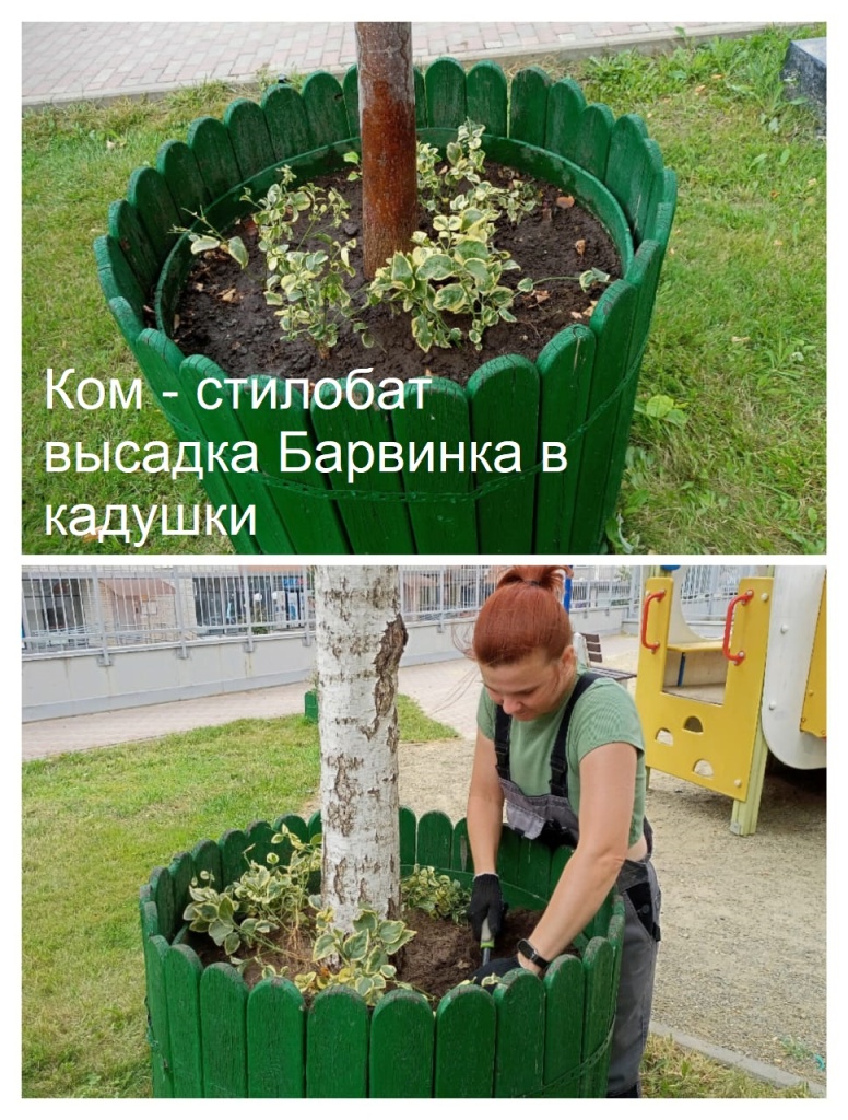 2025.09.08 - стилобат высадка Барвинка в кадушки.jpeg 2025.09.08 - стилобат высадка Барвинка в кадушки.jpeg