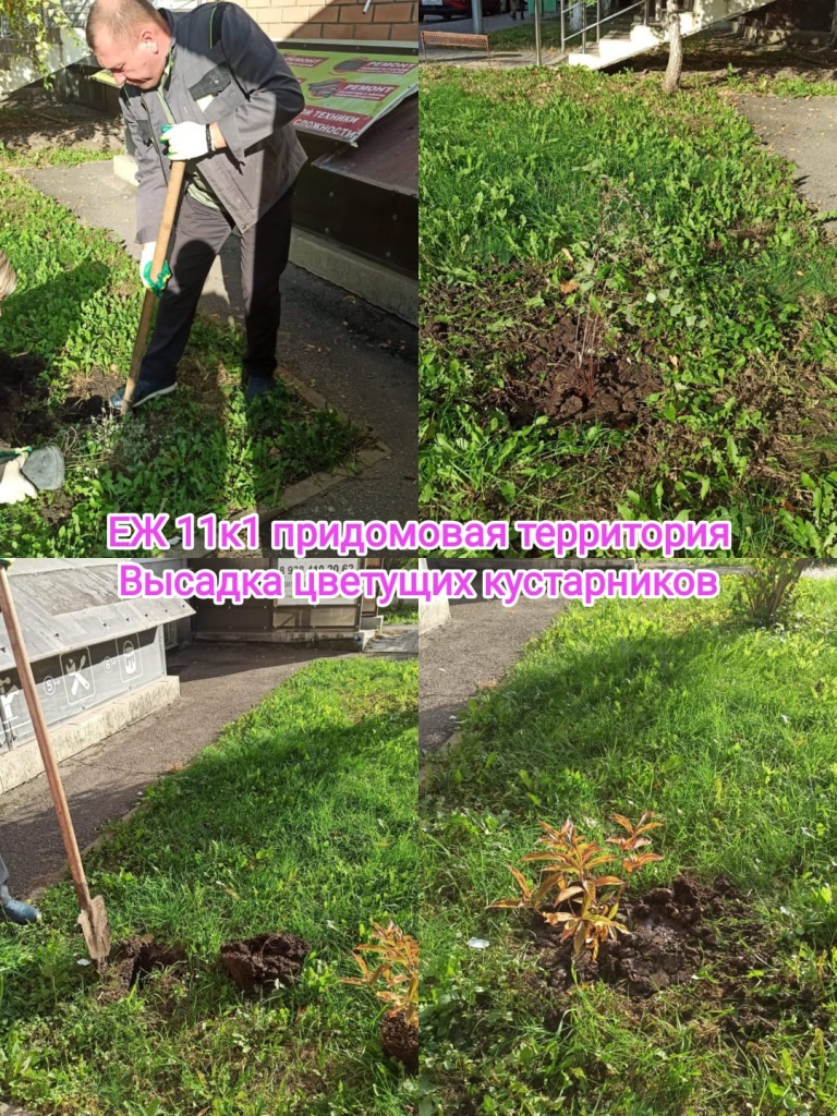 121125_ЕЖ11-1_прид терр_высадка кустов.jpeg 121125_ЕЖ11-1_прид терр_высадка кустов.jpeg