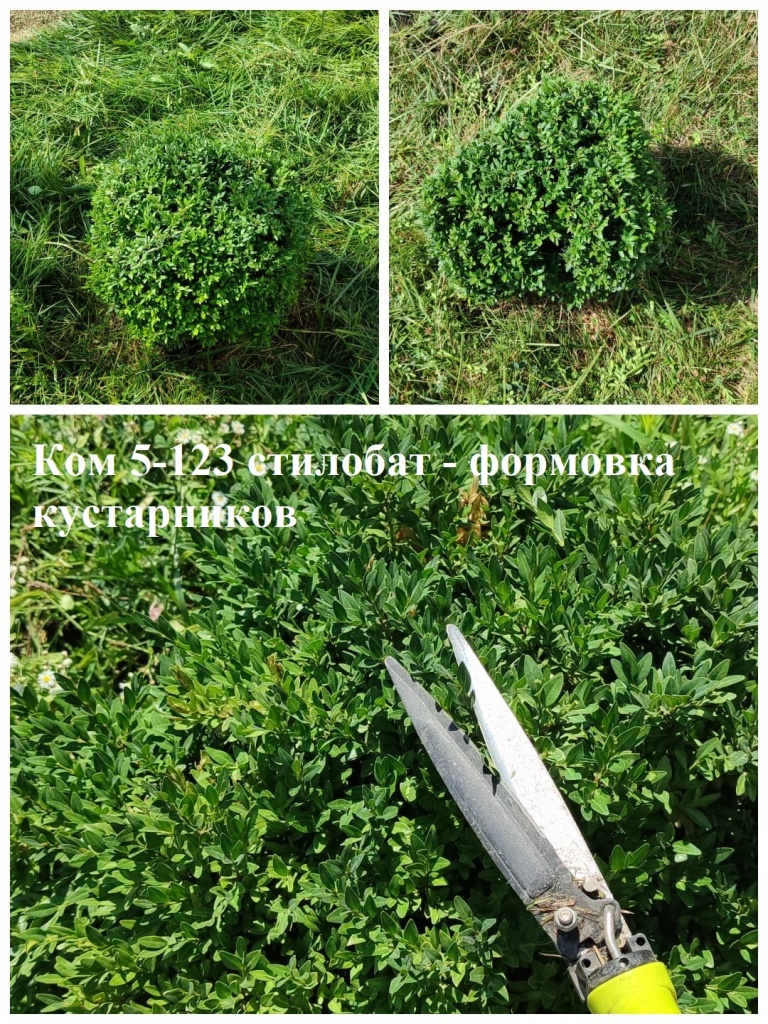 2025.08.08.- 5-123 стилобат - формовка кустарников.jpeg 2025.08.08.- 5-123 стилобат - формовка кустарников.jpeg