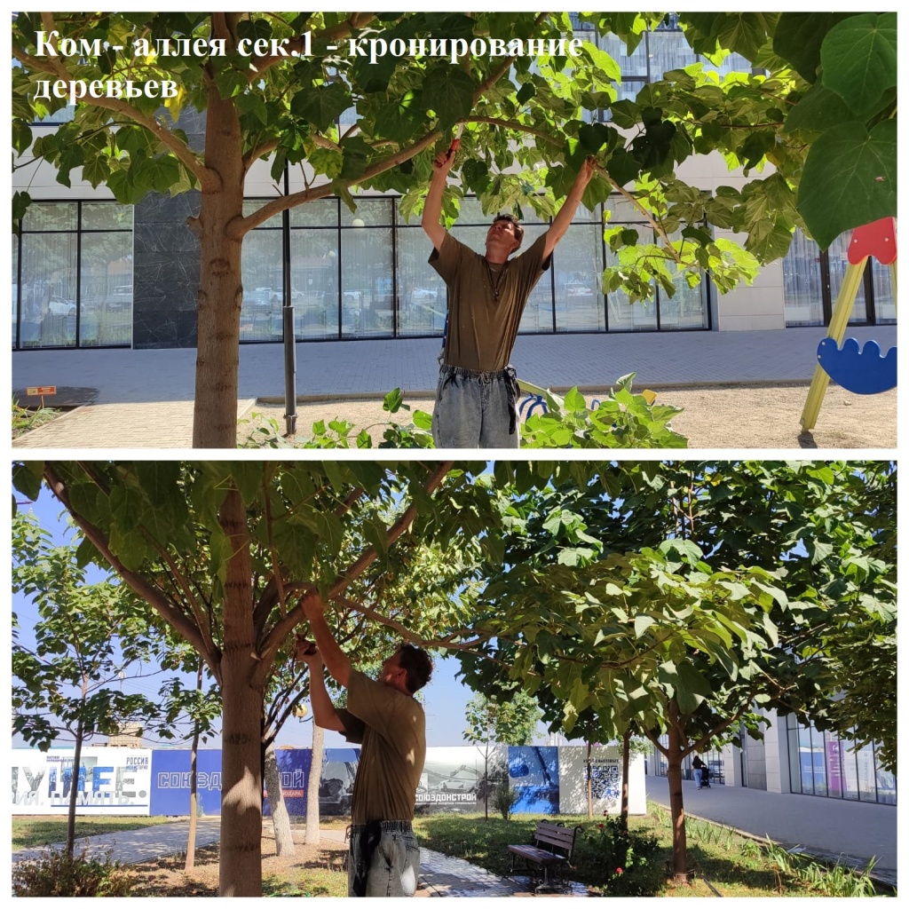 2025.08.27 - аллея сек.1 - кронирование деревьев.jpeg 2025.08.27 - аллея сек.1 - кронирование деревьев.jpeg