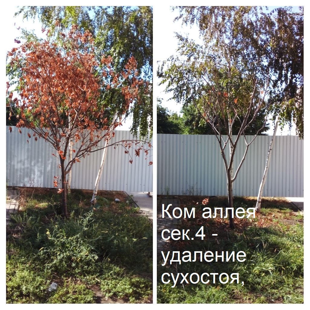 2025.08.29 - аллея сек.4 - удаление сухостоя,.jpeg 2025.08.29 - аллея сек.4 - удаление сухостоя,.jpeg