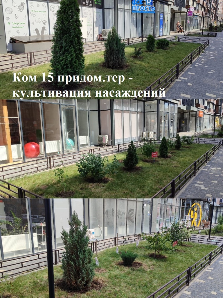 2025.07.07 - 15 придом.тер - культивация насаждений.jpeg 2025.07.07 - 15 придом.тер - культивация насаждений.jpeg