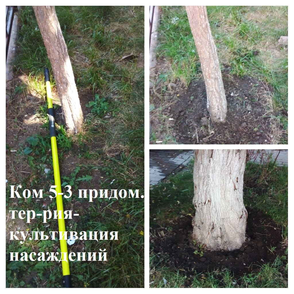 2025.07.07 - 5-3 придом.тер-рия- культивация насаждений.jpeg 2025.07.07 - 5-3 придом.тер-рия- культивация насаждений.jpeg