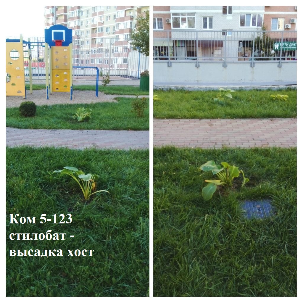 2025.10.17 - 5-123 стилобат - высадка хост.jpeg 2025.10.17 - 5-123 стилобат - высадка хост.jpeg