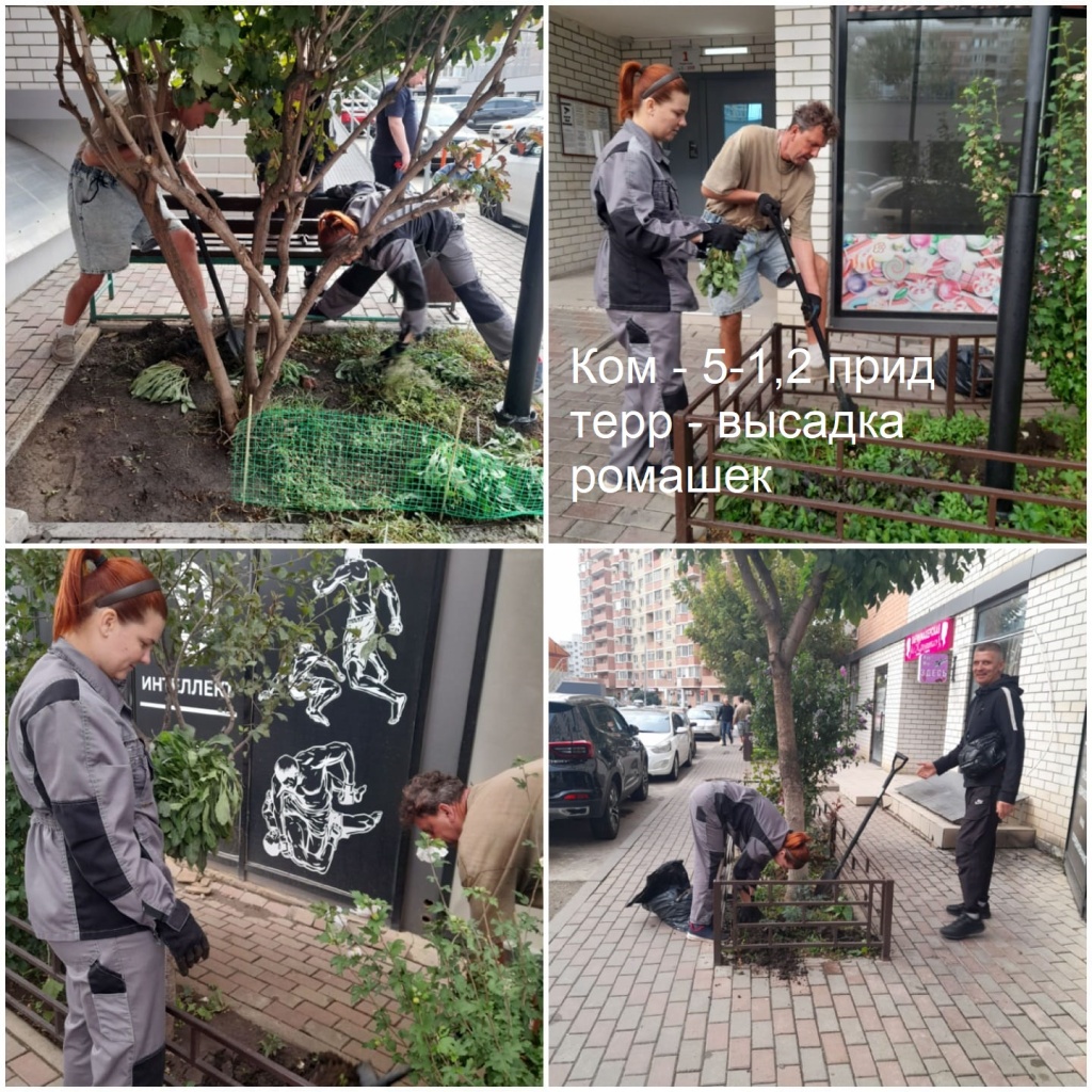 2025.09.10 - 5-1,2 пт - высадка ромашек.jpeg 2025.09.10 - 5-1,2 пт - высадка ромашек.jpeg