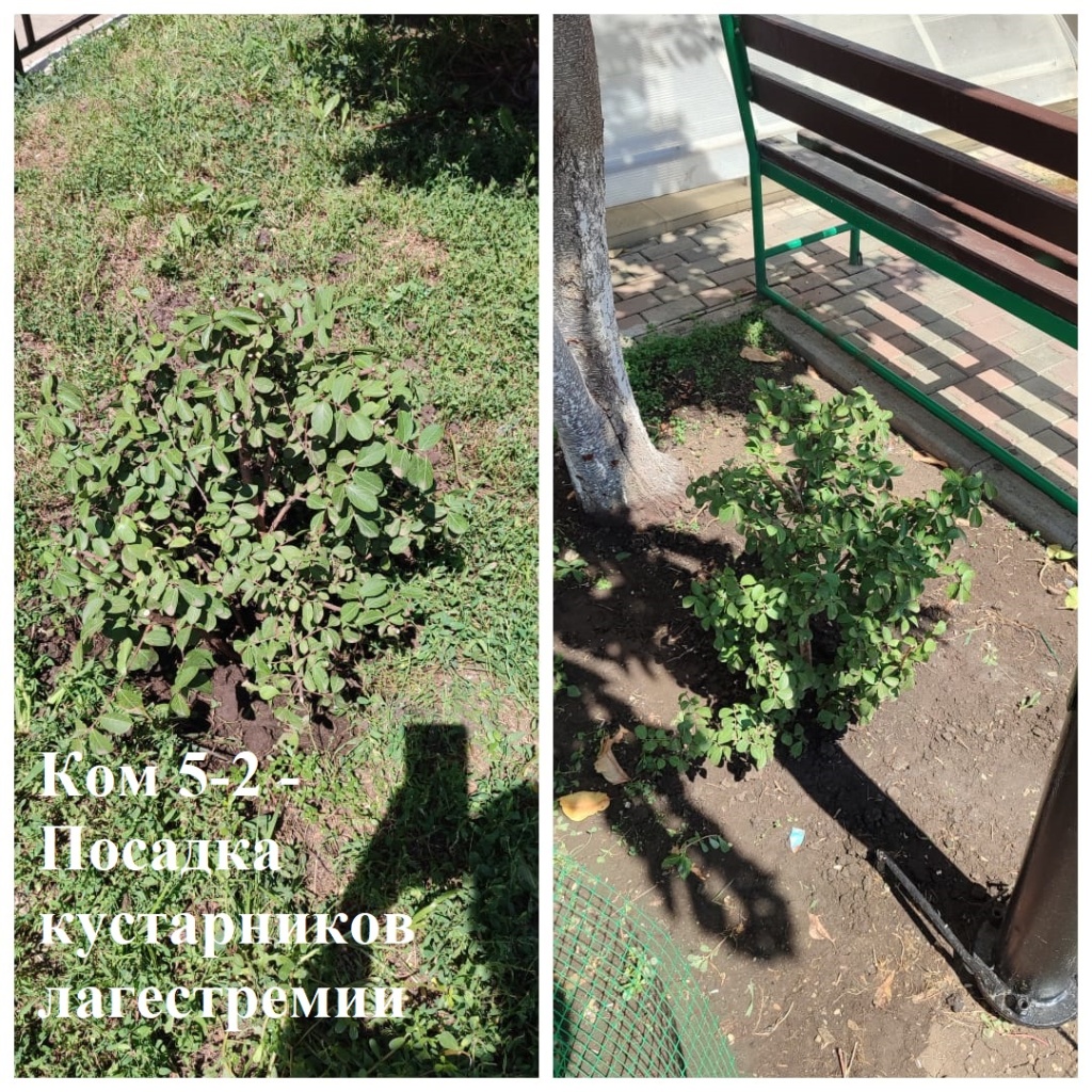 2025.08.09 - 5-2 - Посадка кустарников лагестремии.jpeg 2025.08.09 - 5-2 - Посадка кустарников лагестремии.jpeg
