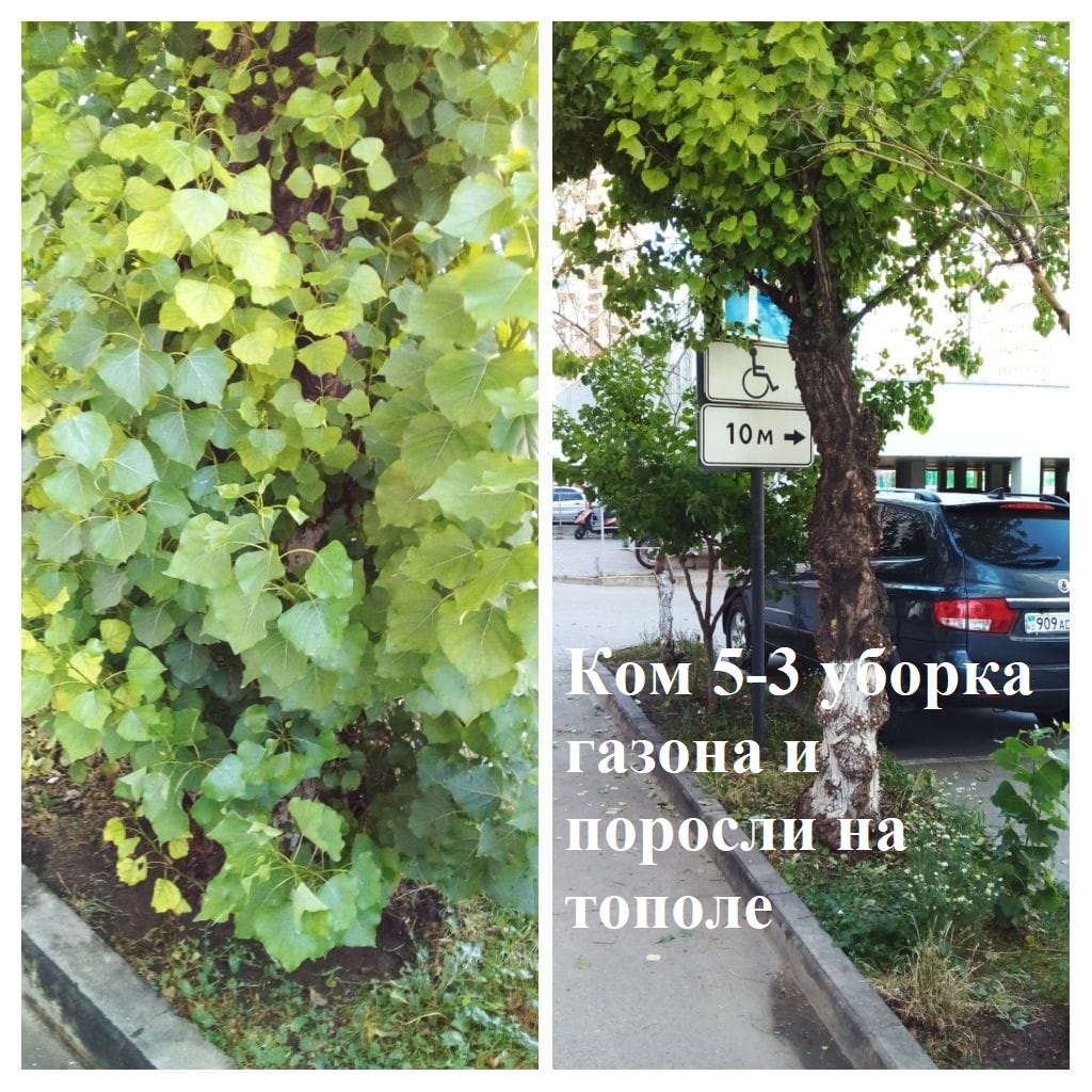 2025.07.10 - 5-3 уборка газона и поросли на тополе.jpeg 2025.07.10 - 5-3 уборка газона и поросли на тополе.jpeg