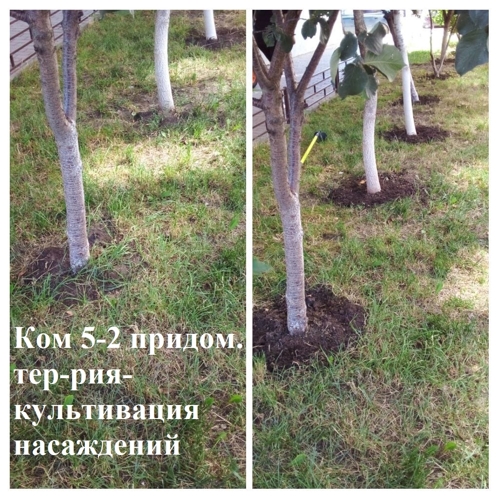 2025.07.07 - 5-2 придом.тер-рия- культивация насаждений.jpeg 2025.07.07 - 5-2 придом.тер-рия- культивация насаждений.jpeg