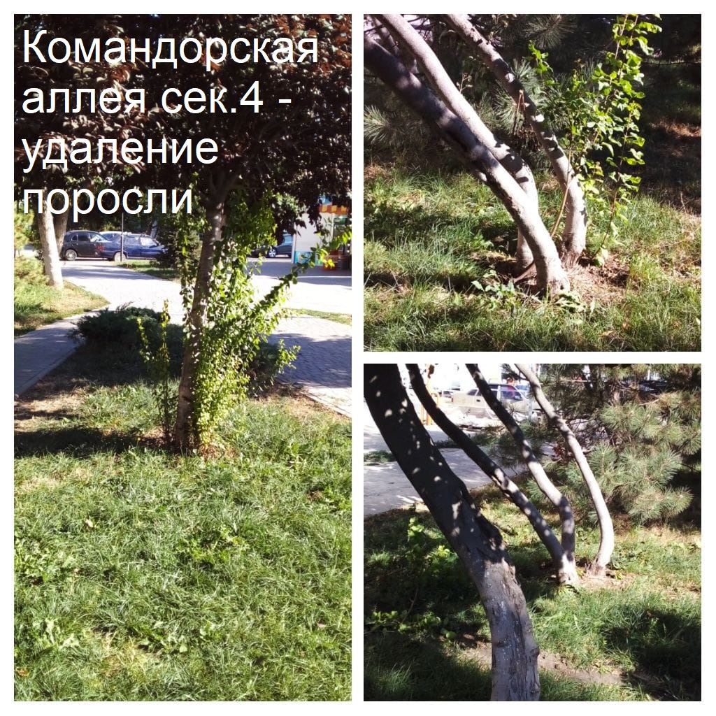 2025.08.29 - аллея сек.4 - удаление поросли.jpeg 2025.08.29 - аллея сек.4 - удаление поросли.jpeg