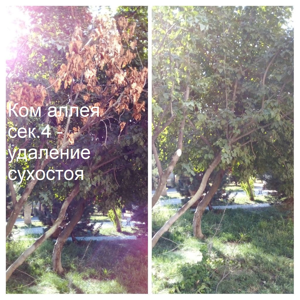 2025.08.29 - аллея сек.4 - удаление сухостоя.jpeg 2025.08.29 - аллея сек.4 - удаление сухостоя.jpeg