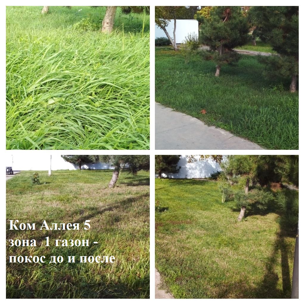 2025.10.31 - Аллея 5 зона 1 газон -покос до и после.jpeg 2025.10.31 - Аллея 5 зона 1 газон -покос до и после.jpeg