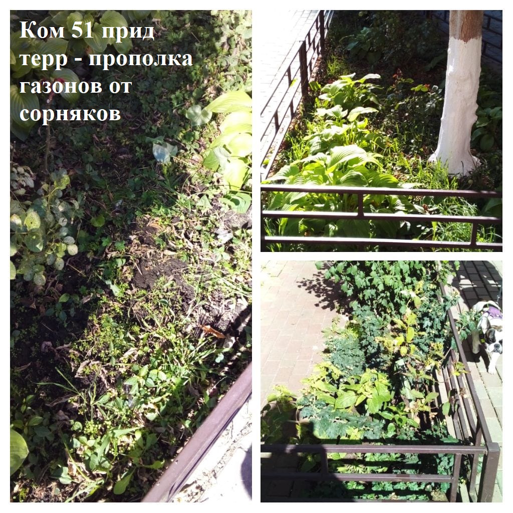 2025.10.17 - 51 пт - прополка газонов от сорняков.jpeg 2025.10.17 - 51 пт - прополка газонов от сорняков.jpeg