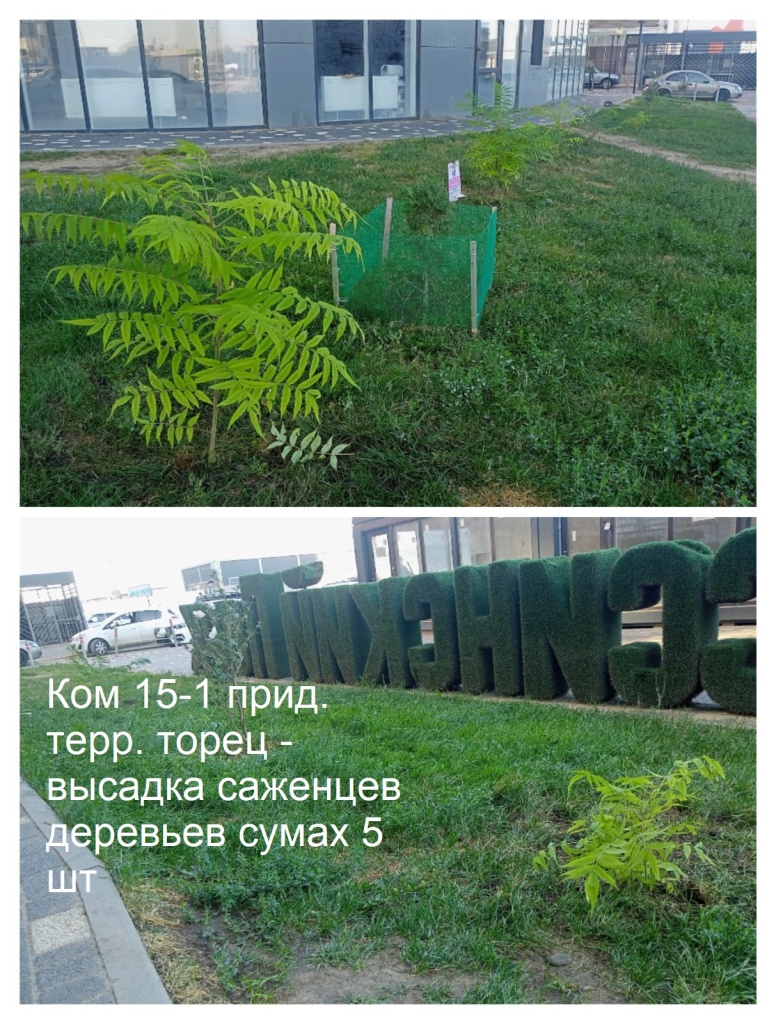 2025.09.24 - 15-1 пт торец - высадка саженцев деревьев сумах 5 шт.jpeg 2025.09.24 - 15-1 пт торец - высадка саженцев деревьев сумах 5 шт.jpeg