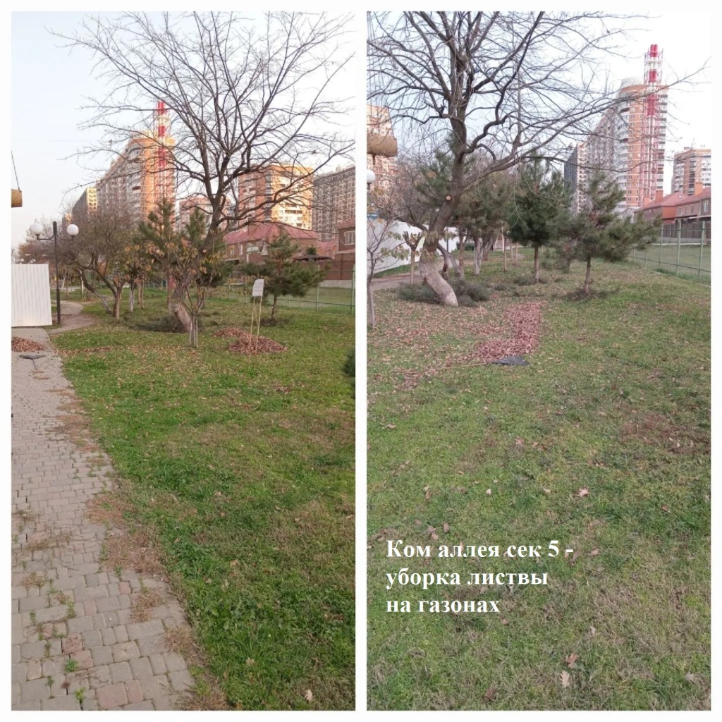 2025.11.24 - аллея сек 5 - уборка листвы на газонах.jpeg 2025.11.24 - аллея сек 5 - уборка листвы на газонах.jpeg