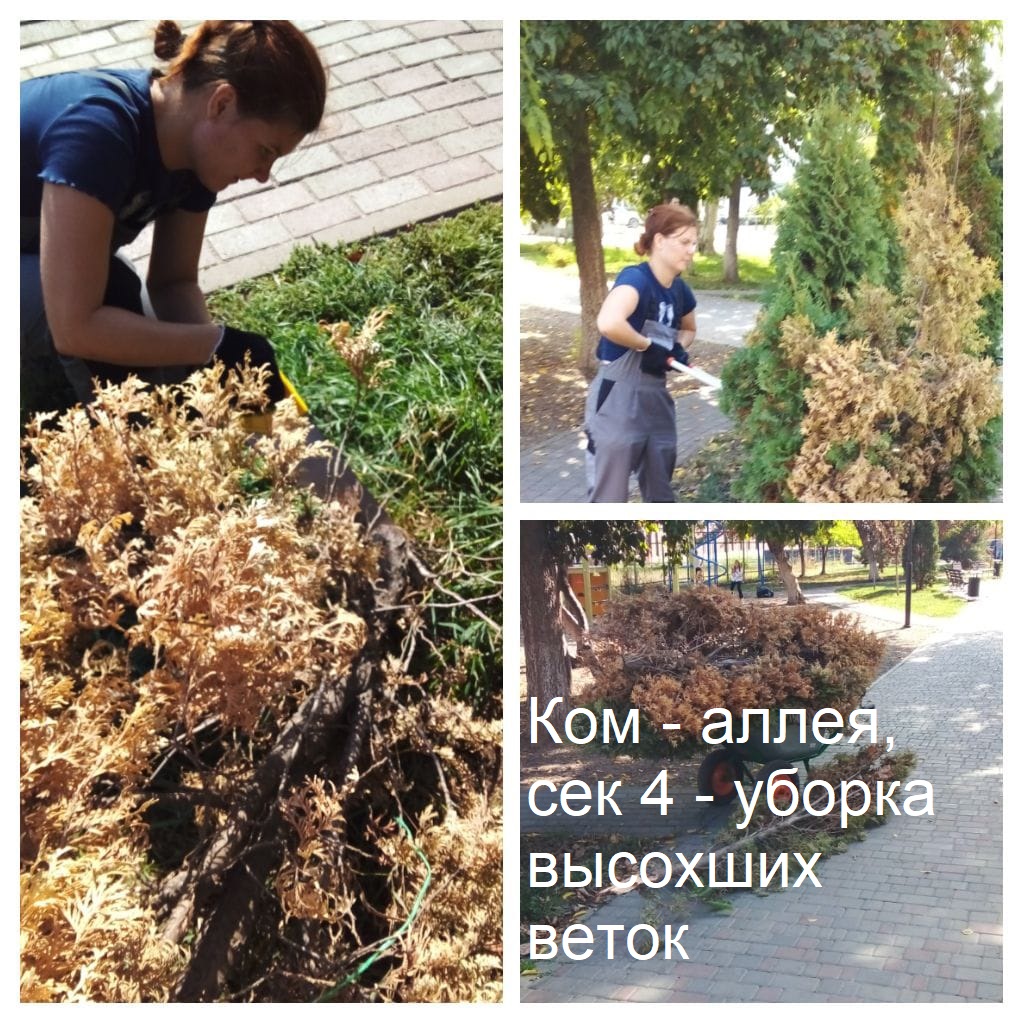 2025.10.08 - аллея, сек 4 - уборка высохших веток.jpeg 2025.10.08 - аллея, сек 4 - уборка высохших веток.jpeg