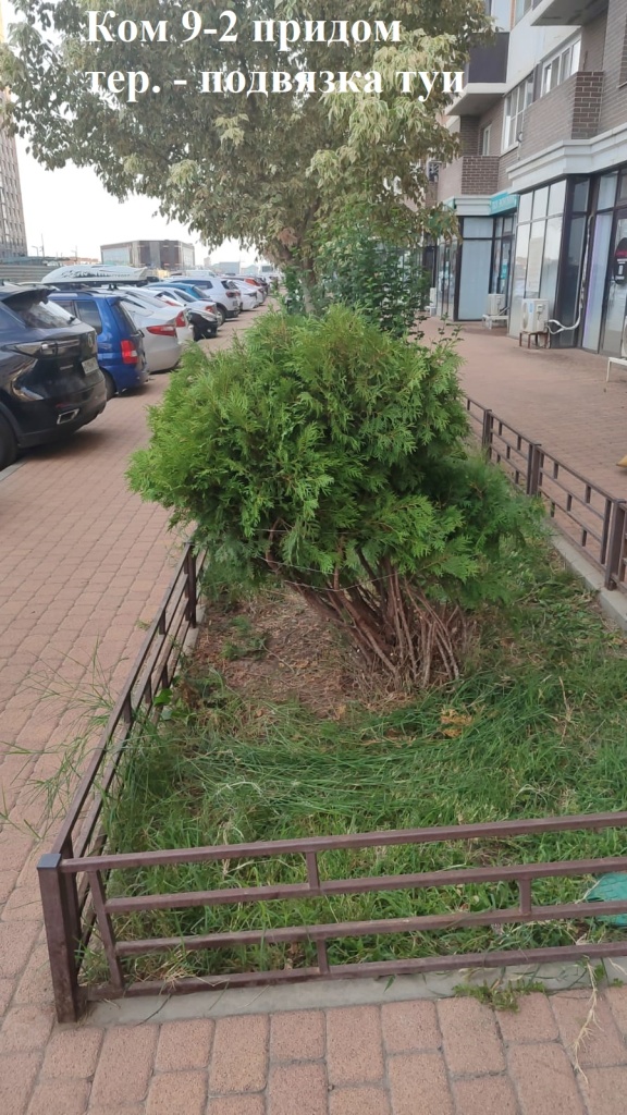 2025.08.07 - 9-2 придом тер. - пожвязка туи.jpeg 2025.08.07 - 9-2 придом тер. - пожвязка туи.jpeg
